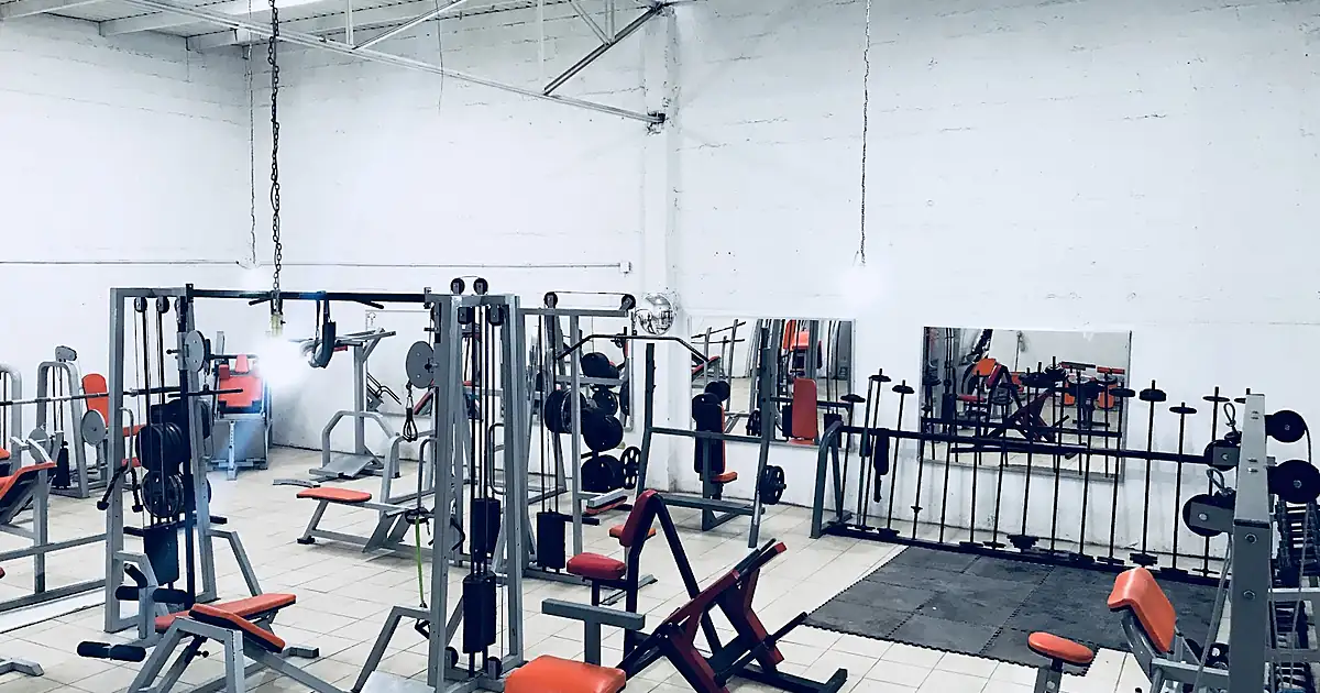Beast Gym Chihuahua