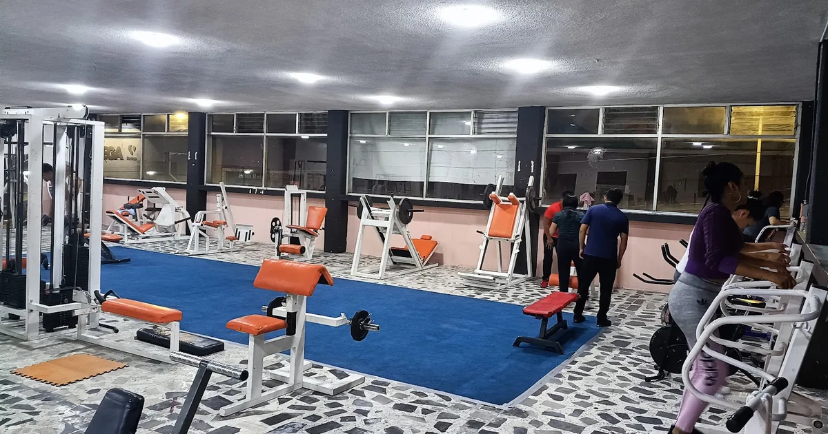 Mister MOUSE GYM