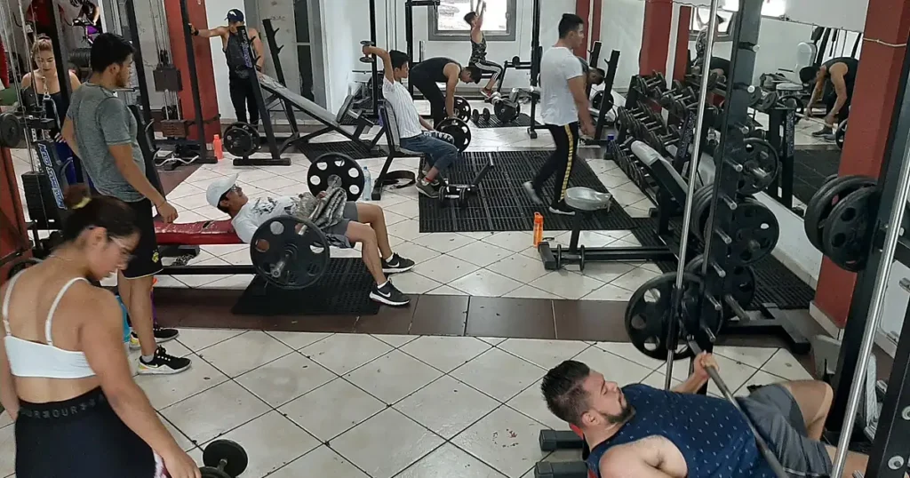 Animal Kingdom Gym
